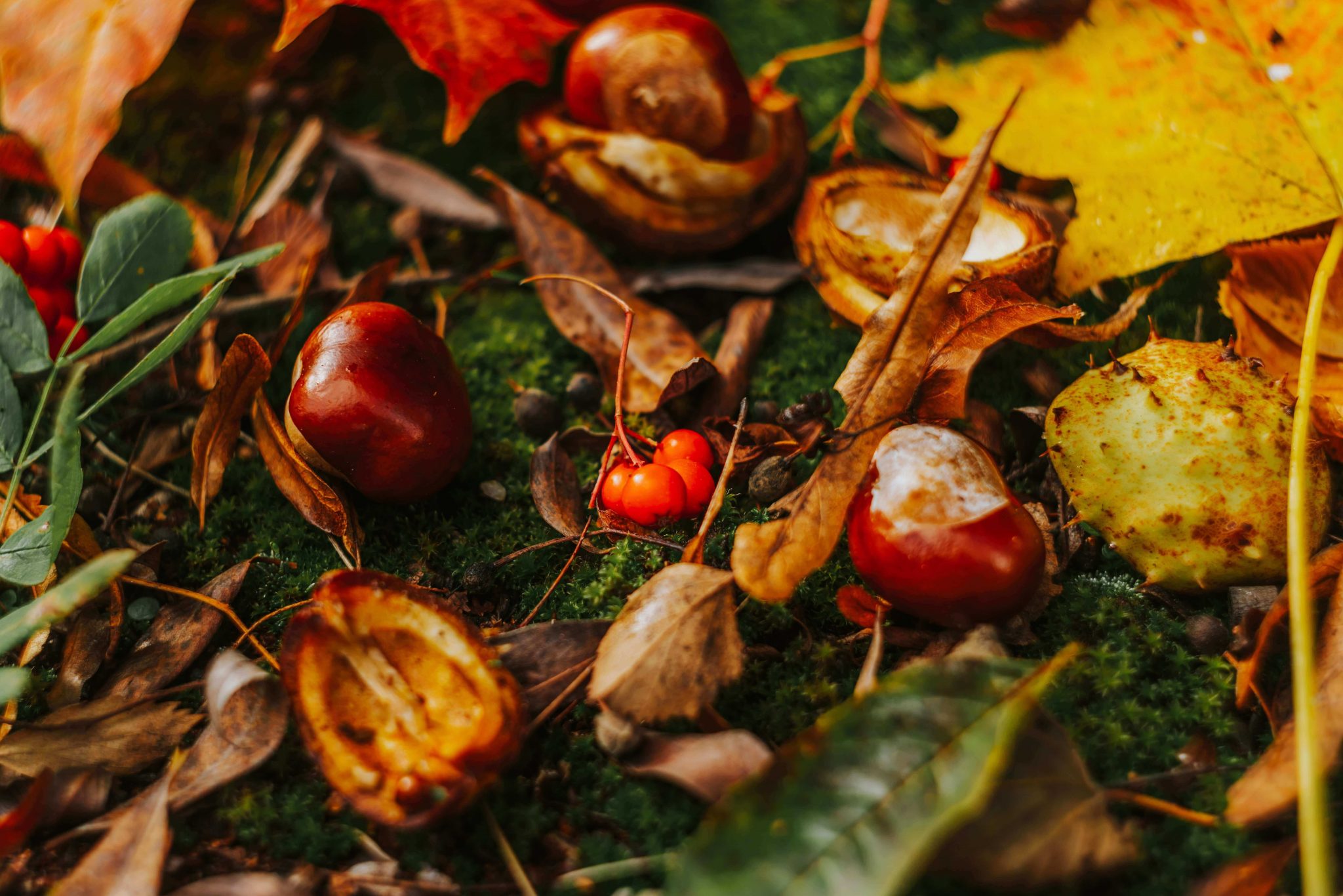 conkers-and-spiders-do-spiders-hate-conkers-fantastic-pest-control