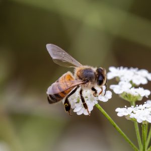 Bees in spring season