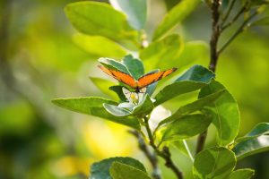 Butterfly on a plant