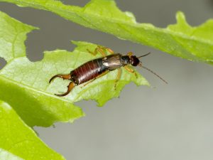 earwigs during spring