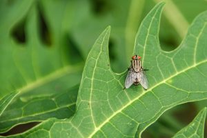 flies that are active during spring