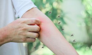 Mosquitoes are active in the spring