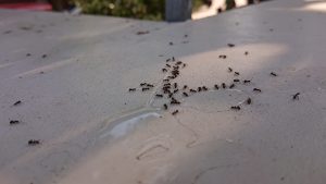 active ants during spring