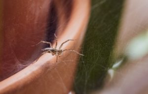 spiders in the spring