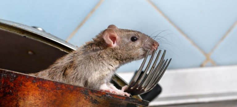 How To Get Rid Of Rats With Homemade Rodenticides