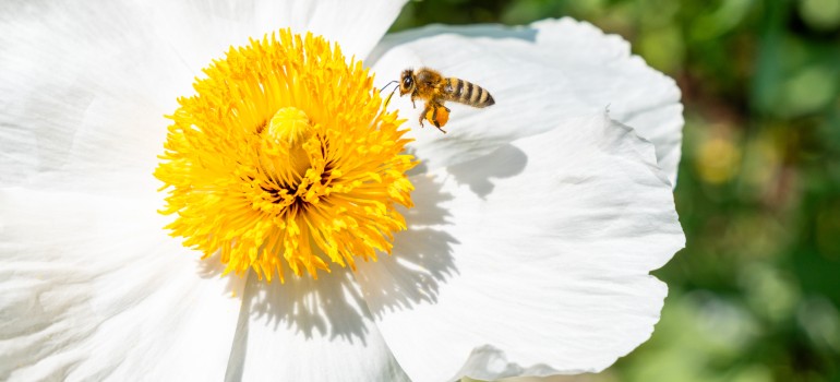 honeybee on a flower