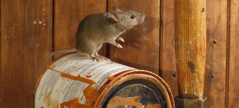 finding a mouse in the shed