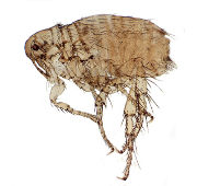 Flea Facts, Where Do Fleas Live - Fantastic Pest Control